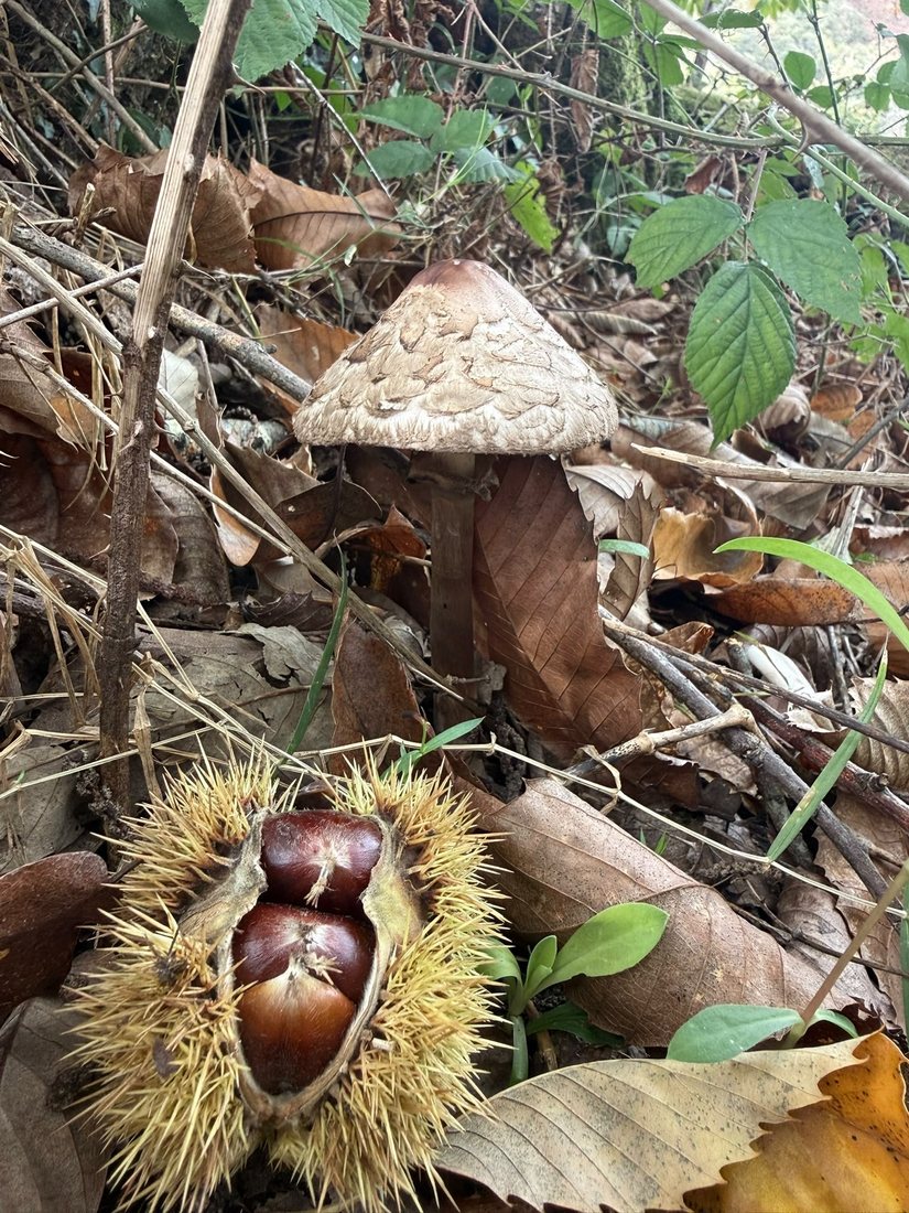 Seta y castañas entre hojas secas en el bosque