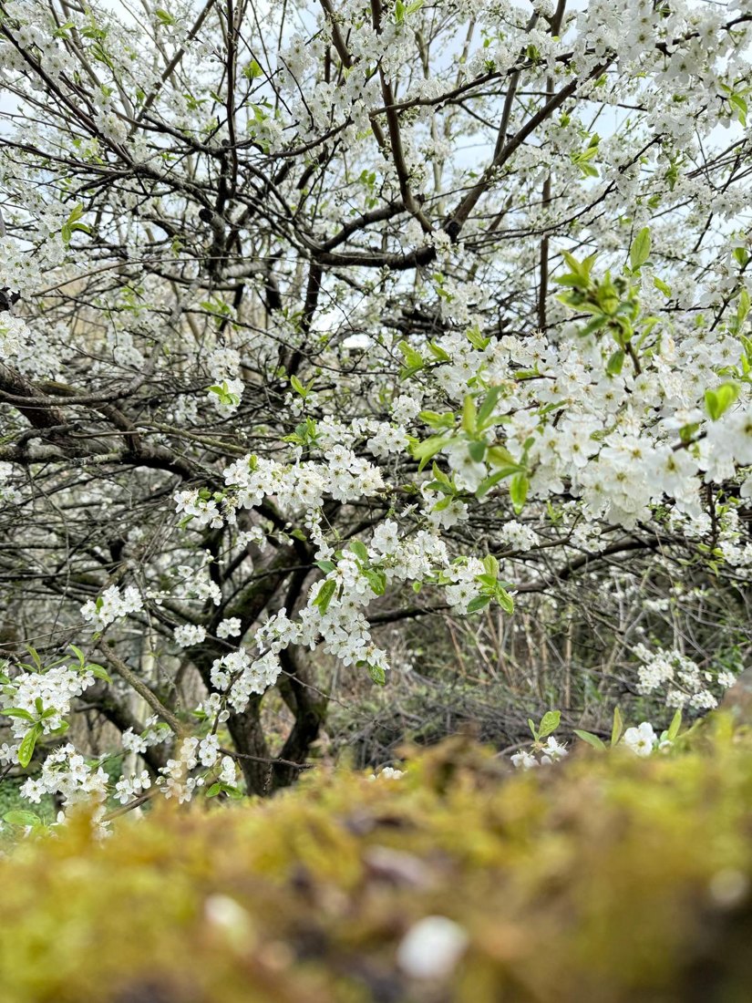 Árbol en flor blanca sobre un muro de piedra con musgo