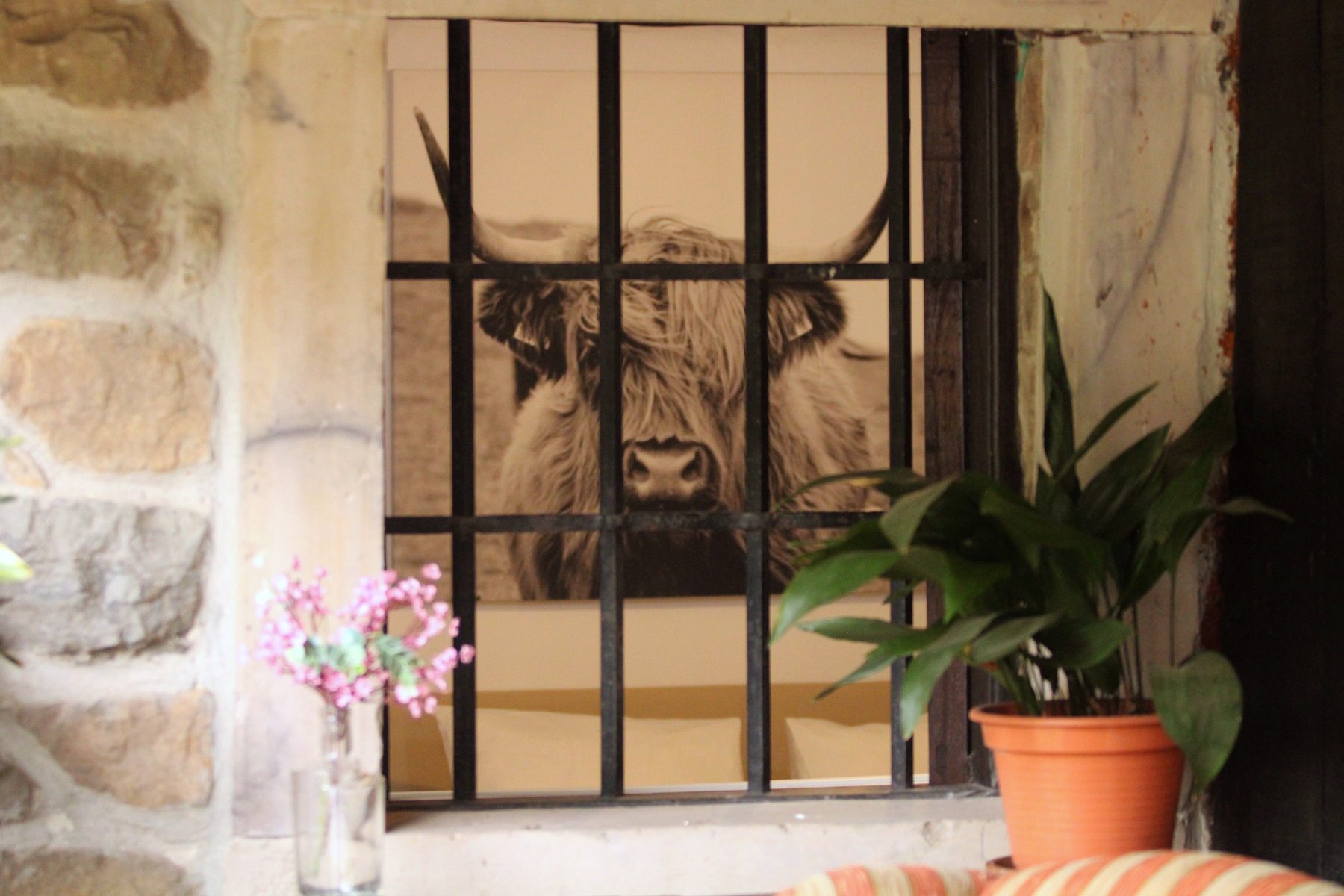 Ventana con reja por la que se ve el cuadro de la vaca, con una planta y flores